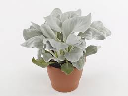 Image result for Senecio letouzeyanus