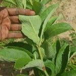 Image result for Cyphostemma crotalarioides