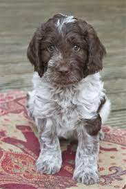 A unique gift for a wirehaired pointing griffon lover! Beautiful Puppy Cockapoo Puppies Cute Dogs Cockapoo Dog