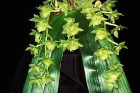 Image result for Diaphananthe