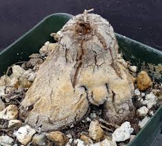 Image result for Dioscorea cochleari-apiculata