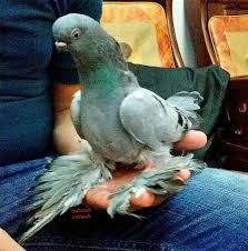 A Joseph Adli Kullanicinin Pigeons Panosundaki Pin Guzel Kuslar Kus Melek Bebekler