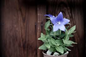 桔梗花花語桔梗花代表永恆的愛 真誠不變的愛 在茫茫人海中 即使有不同的身影 但我的愛仍然對你忠貞不渝