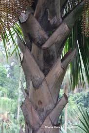 Image result for Chironia flexuosa