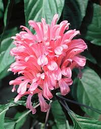 Image result for Justicia carnea