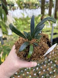 Image result for Microsorum