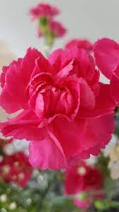 Punk Carnation Floral Background Floral Flowers
