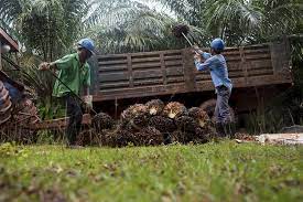 Recruitment terms and conditions of foreign workers. Plantation Manufacturing Sectors Most Affected By Foreign Workers Freeze