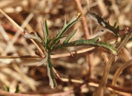 Image result for Ipomoea coptica