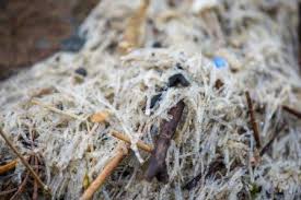 Simply browse an extensive selection of the best beach worm and filter by best match or price to find one that suits you! The Strange Truth About What S In The Oregon Coast S Wrack Line Oregon Coast Aquarium