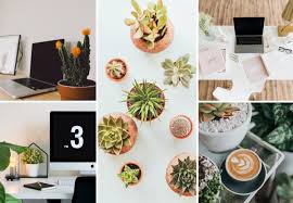 Plans de travail pierre naturaplan noir magma mat et chêne de bourgogne structuré. Plante De Bureau Apporter Une Note Naturelle Et Anti Stress Archzine Fr