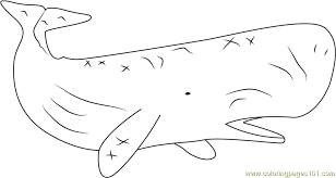 Finding dory destiny, the whale shark. Sperm Whale Coloring Page For Kids Free Whale Printable Coloring Pages Online For Kids Coloringpages101 Com Coloring Pages For Kids