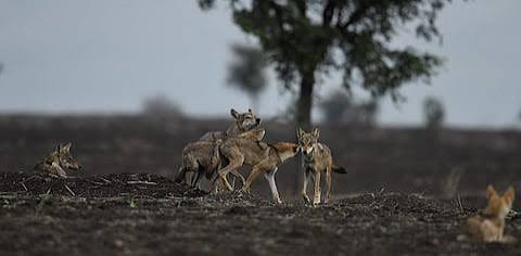 Guardians of the Flock: How Kuruba Shepherds in Karnataka Coexist with Wolves