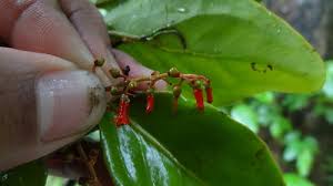 Image result for Helixanthera schizocalyx
