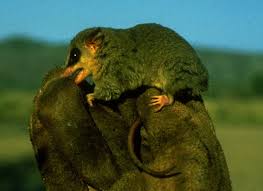 Image result for Pycreus gracillimus