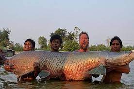 Mereka memiliki perbedaan dalam beberapa aspek dengan ikan di beberapa spesies ikan air tawar bermigrasi dari perairan asin/ laut ke perairan tawar. Ikan Air Tawar Terbesar Di Dunia Dipelihara Di Jombang