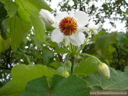 Image result for Sparrmannia africana
