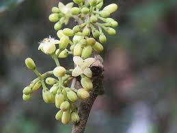 Image result for Strychnos xylophylla