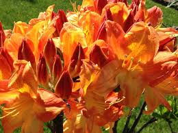 Carrots love balanced soils ph of 6 to 7. Pin On Gardening