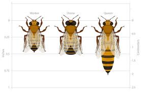 Honey Bee Colonies Ask A Biologist