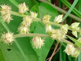 Image result for Pupalia grandiflora
