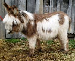 Stay A While Farm Wooly Donkeys Cute Donkey Animals Beautiful Cute Baby Animals