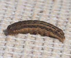 Black And White Spotted Moth Pa Brown Spotted Caterpillar In 2020 Brown Caterpillar Brown Spots Caterpillar Eating