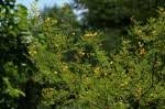Image result for Acacia borleae