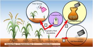 We can provide expert and experienced interpreters for your legal proceedings in courts and tribunals.sz law is a niche immigration law a firm. Frontiers The Potential Of Streptomyces As Biocontrol Agents Against The Rice Blast Fungus Magnaporthe Oryzae Pyricularia Oryzae Microbiology