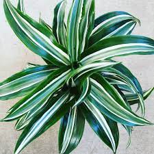 As you think about these different levels of light for indoor plants, keep in mind a common saying amongst the indoor/outdoor plant community: Good Earth Garden Market Indoor Living Medium Light Houseplants