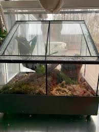 Image result for Aerangis ugandensis