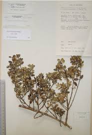 Image result for Abutilon englerianum