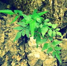 Image result for Lindsaea ensifolia