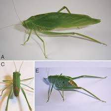 Image result for Crepidorhopalon schweinfurthii