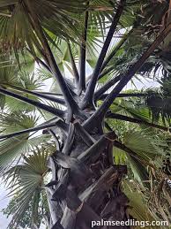 Image result for Borassus aethiopum