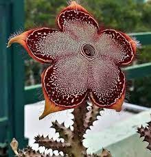 Keep it under indirect bright light. 6 515 Otmetok Nravitsya 79 Kommentariev Flower Lover Flowers Cactus V Instagram Ø§Ø¯ÛŒØ«Ú©ÙˆÙ„ Ø§ Ú¯ Ø± Ù†Ø¯ÛŒØ³ Edithcolea Unusual Plants Flowers Beautiful Flowers