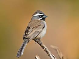 We did not find results for: Black Throated Sparrow Identification All About Birds Cornell Lab Of Ornithology