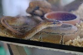 However, snakes are not difficult pets to keep at all, and providing that you do your research and ensure that you have everything that you need, the daily and weekly care required of snakes is not. 9 Reasons Why Buying A Snake Is A Terrible Idea Peta