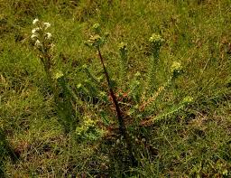Image result for Euphorbia crebrifolia