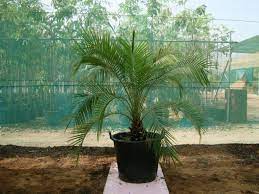 They have beautiful flowing foliage that moves in the wind. Phoenix Roebelenii Miniature Date Palm Buy Online Green Souq Uae