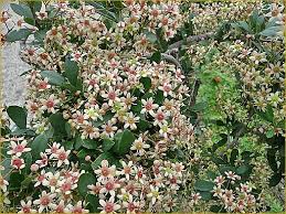 Image result for Putterlickia