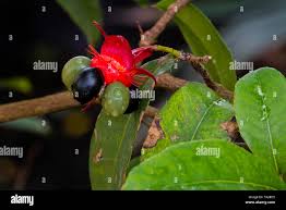 Image result for Ochna kirkii