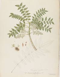 Image result for Clausena anisata