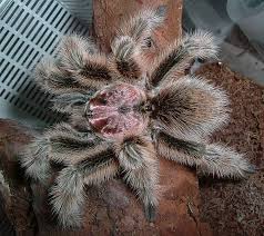 Bird Mites In Hair Hairy Cuddles Natuur