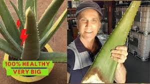 Growing aloe vera indoors, outdoors, removing the pups (babies which grow at the base), planting and caring for the pups, planting aloe in containers plus the mix to use, and how i use and store aloe vera leaves. Aloe Vera Potting Pruning And Fertilization Youtube