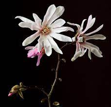 Everything You Need To Know About Magnolia Trees From Their Prehistoric Origins To Identifying And Growing Them Flower Farm Magnolia Trees Sonic Bloom