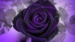 bafbouf fashion blog fashion beauty and accessories purple roses purple flowers purple garden