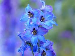 Artistic photography color photography photography flowers fashion photography irving penn flowers flora botanica wild nature color of the year natural world. Top 55 Beautiful Types Of Blue Flowers With Names And Pictures Florgeous
