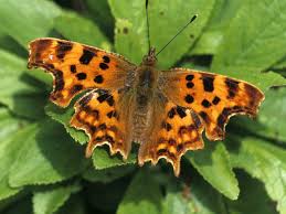 The Comma Butterfly Identification Favoured Plants Saga