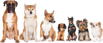 What Breed Is My Dog How To Identify Any Dog Breed All